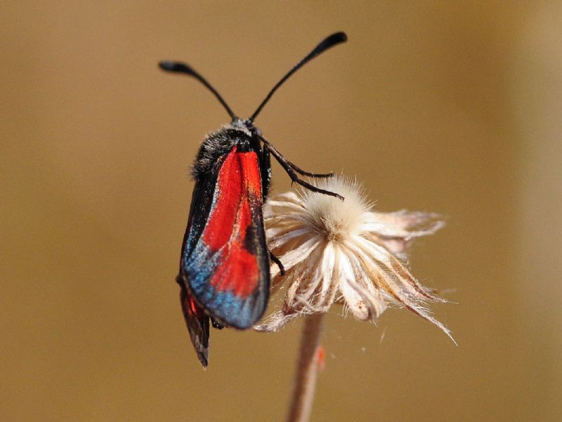 dubbio su Zigenidi ???